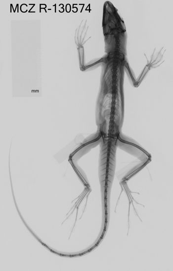 Media type: image;   Herpetology R-130574 Aspect: dorsoventral x-ray
